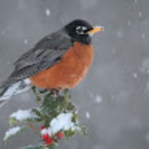 Meet your Posher, Robin stellwagen